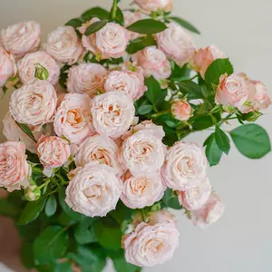 九點花 Top 5000件九點花 22年12月更新 Taobao