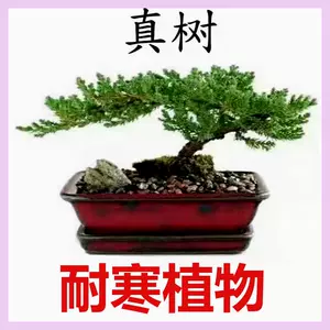 室内盆栽植物罗汉松 Top 700件室内盆栽植物罗汉松 23年1月更新 Taobao 室内盆栽植物罗汉松 Top 700件室内盆栽植物罗汉松 23年1月更新 Taobao