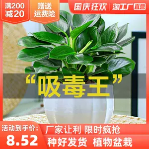 万年青盆栽植物 新人首单立减十元 22年10月 淘宝海外