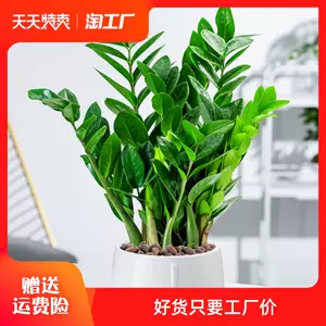 室内盆栽推荐 Top 4000件室内盆栽推荐 23年1月更新 Taobao 室内盆栽推荐 Top 4000件室内盆栽推荐 23年1月更新 Taobao