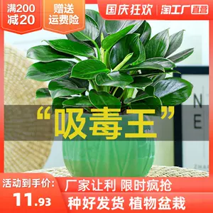 万年青盆栽植物 新人首单立减十元 22年10月 淘宝海外