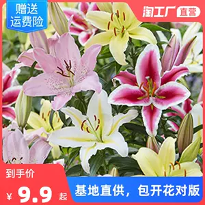 香水百合花种球 新人首单立减十元 22年10月 淘宝海外