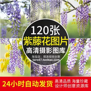 背景紫藤花 Top 5000件背景紫藤花 22年12月更新 Taobao