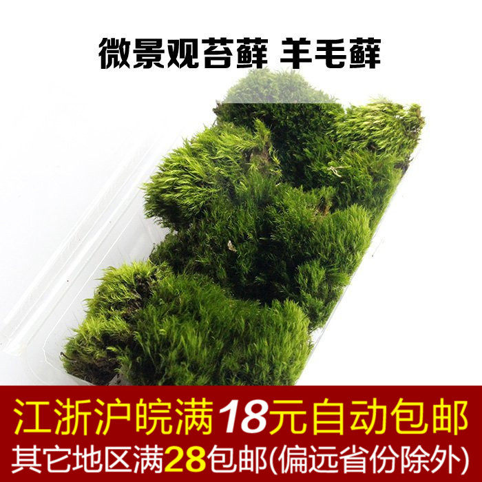Fresh Moss Wool Moss Plant Potted Moss Microscape Eco-Bottle DIY Material