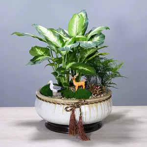 红色观叶植物 新人首单立减十元 22年10月 淘宝海外