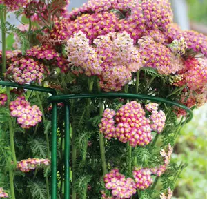 绣球花支架 新人首单立减十元 22年10月 淘宝海外