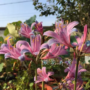 彼岸花种 新人首单立减十元 22年9月 淘宝海外