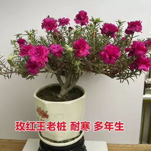 紫太阳花 Top 6000件紫太阳花 22年12月更新 Taobao