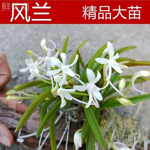 富貴蘭 Top 100件富貴蘭 23年2月更新 Taobao