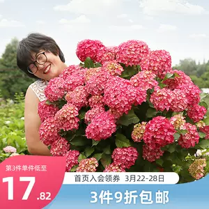 花手鞠 Top 2萬件花手鞠 22年12月更新 Taobao