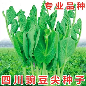 芽苗菜種籽 Top 6萬件芽苗菜種籽 23年1月更新 Taobao