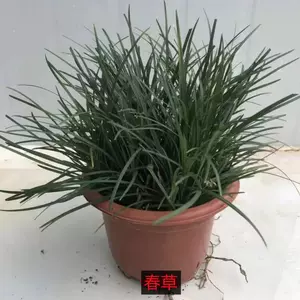 春草花 Top 700件春草花 23年2月更新 Taobao