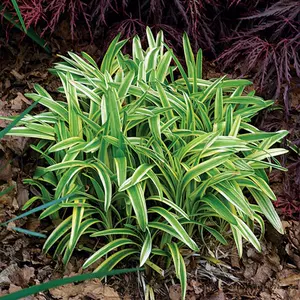 花坛植物花卉 新人首单立减十元 22年10月 淘宝海外