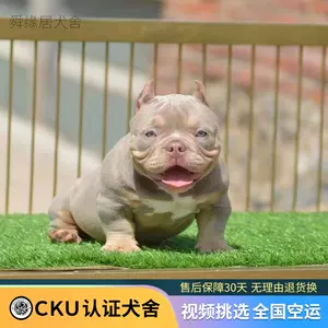 恶霸犬幼 新人首单立减十元 22年10月 淘宝海外