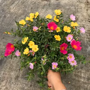 盆栽太阳花室内外 Top 4000件盆栽太阳花室内外 23年1月更新 Taobao