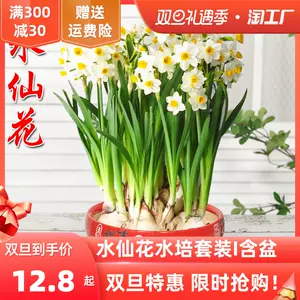 水仙花球根 Top 1万件水仙花球根 22年12月更新 Taobao