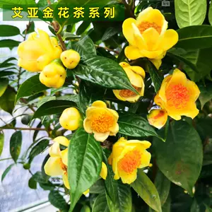 金花茶茶花 Top 3000件金花茶茶花 23年1月更新 Taobao