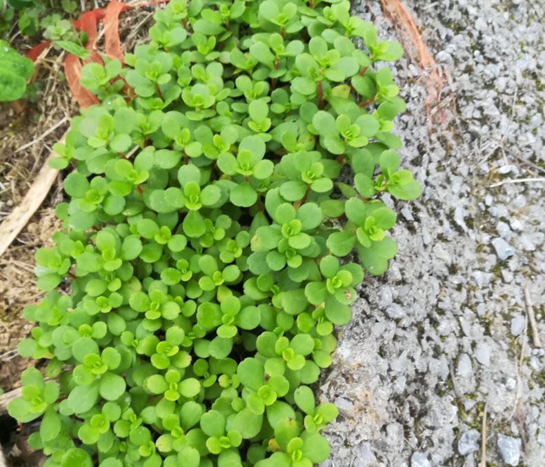凹叶景天 石马苋 马牙半支莲 多肉 垂盆草狗芽儿 马齿苋 3斤包邮