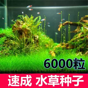 金鱼藻 新人首单立减十元 22年9月 淘宝海外