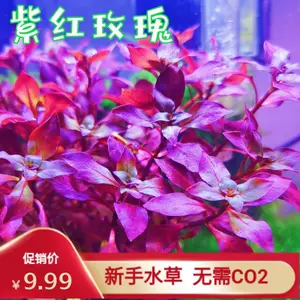 紫水草植物 新人首单立减十元 22年10月 淘宝海外