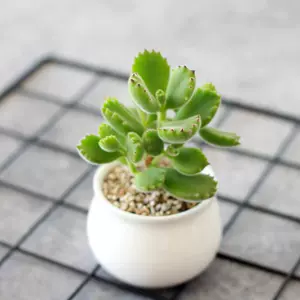 熊童子花盆 新人首单立减十元 22年10月 淘宝海外