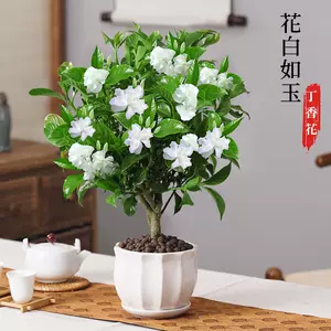 丁香花盆栽 Top 5万件丁香花盆栽 22年12月更新 Taobao