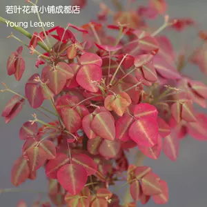 花红叶草 新人首单立减十元 22年10月 淘宝海外