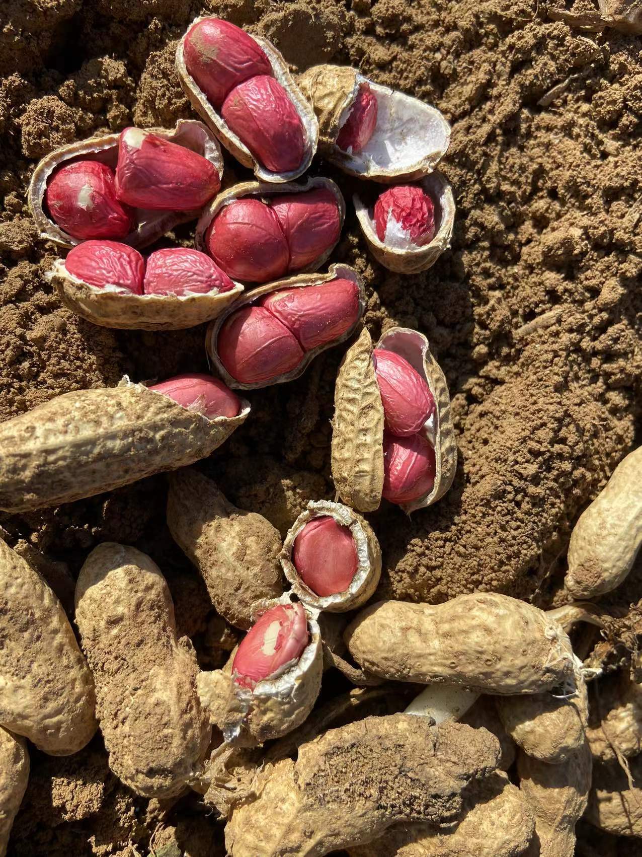 2022带壳花鲜花生农家自产水果花生甜花生顺丰8斤包邮