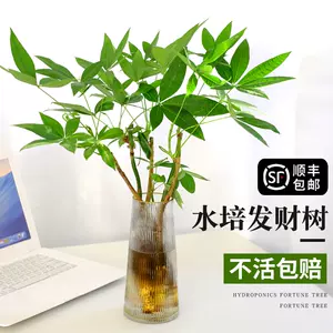 水培植物发财树 Top 4万件水培植物发财树 23年1月更新 Taobao