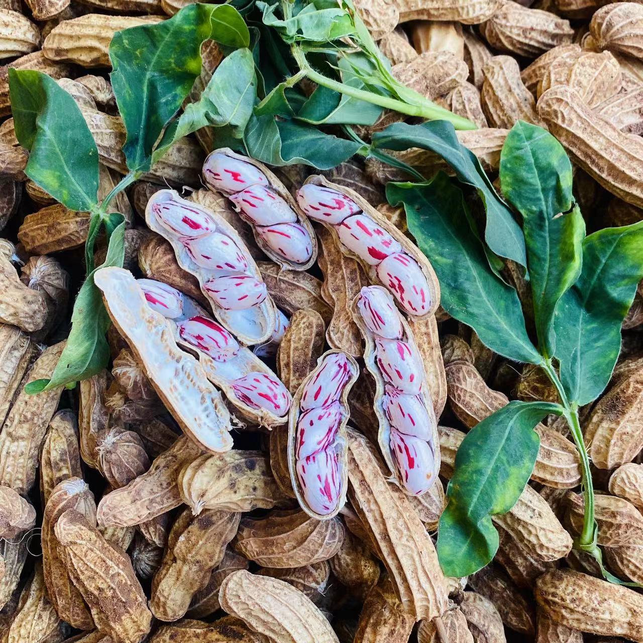 云南七彩野地花生水果花生五彩花生农家自种新鲜现摘现发带泥5斤