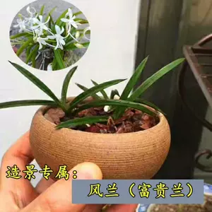 富貴蘭 Top 100件富貴蘭 23年2月更新 Taobao