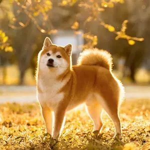 小秋田犬 Top 4000件小秋田犬 22年12月更新 Taobao