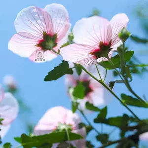 芙蓉葵 Top 万件芙蓉葵 22年12月更新 Taobao