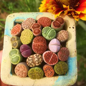 石头玉多肉 Top 2万件石头玉多肉 22年12月更新 Taobao