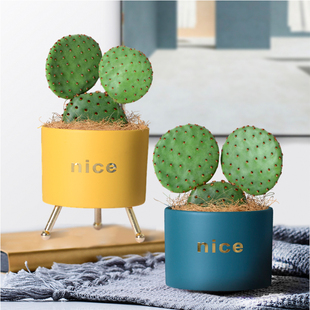 可爱米奇红太古仙人掌多肉植物仙人球防辐射盆栽花卉创意绿植礼物