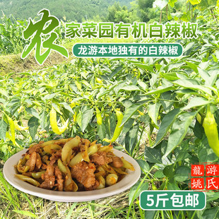 衢州美食龙游土特产新鲜白辣椒农家应季土辣椒现摘蔬菜下饭菜香辣