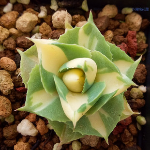 王妃雷神黄中斑 龙舌兰科多肉植物组合盆栽绿植