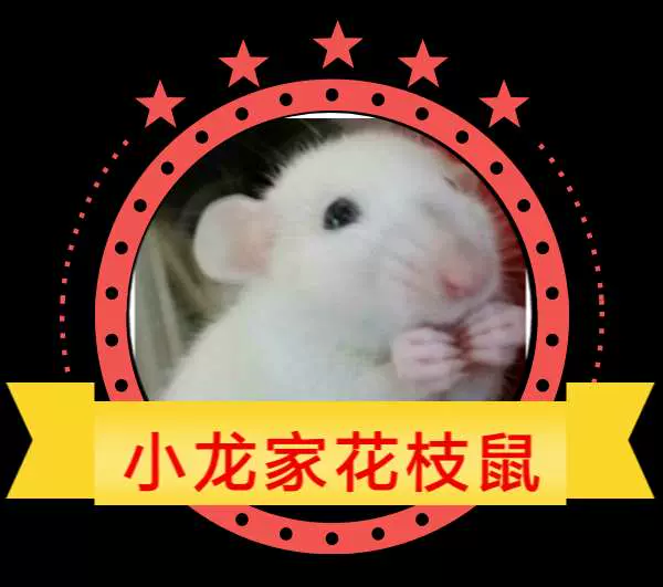 网红宠物段子鼠活物宝宝小白鼠活体小宠物鼠迷你花枝鼠宝宝段子鼠