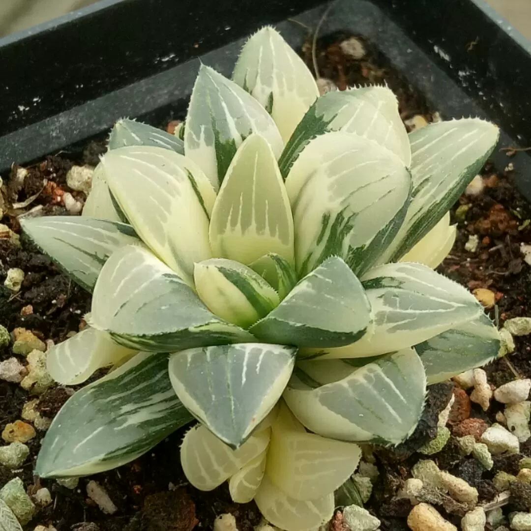 萝藦科多肉植物阿修罗大花甜甜圈毛茸角波斯地毯易开花小盆栽