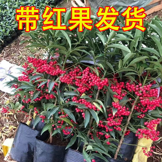 富贵籽盆栽带红果黄金万两客厅阳台招财植物花卉室内四季好养绿植