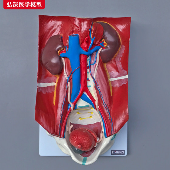 人体泌尿系统模型肾脏器官剖面肾膀胱解剖结构造教学医学模具玩具