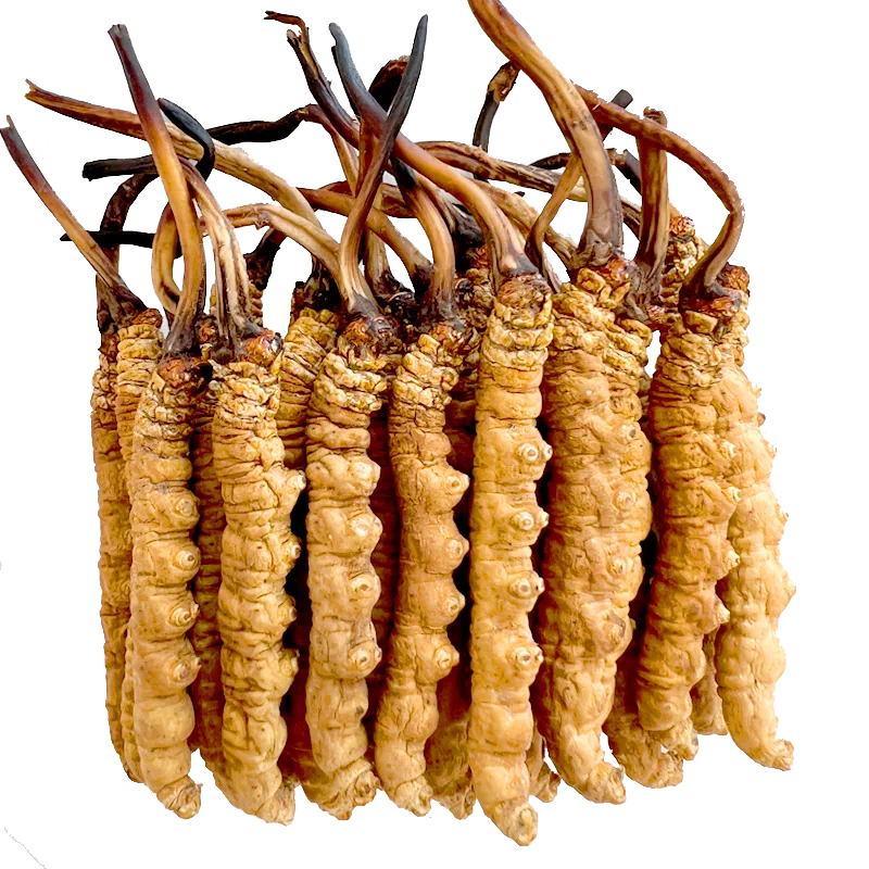 【新品・未開封】冬虫夏草 お値下げ 新品未開封