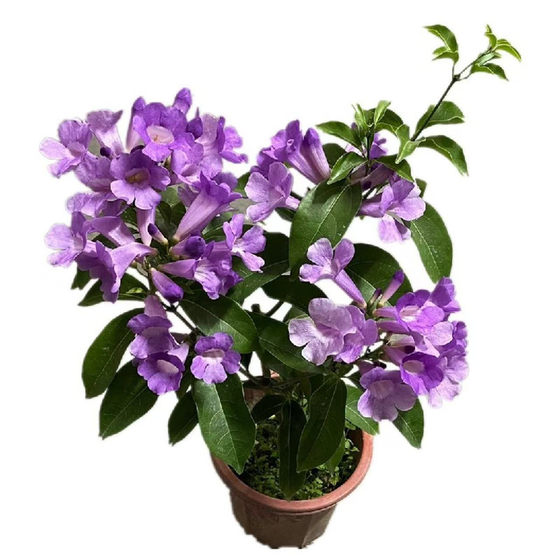 
Garlic vine flower seedlings climbing vine plant purple flower balcony courtyard outdoor flower potted spring and autumn flowering plant purple bell vine