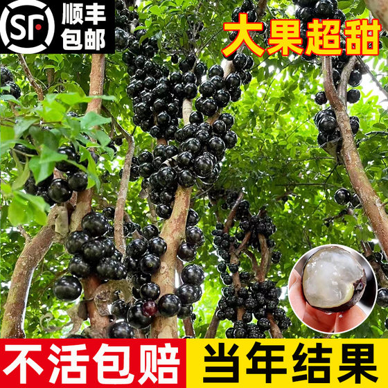 嘉宝果四季树果苗树葡萄沙巴阳台庭院南北方地栽红妃种植带土盆栽