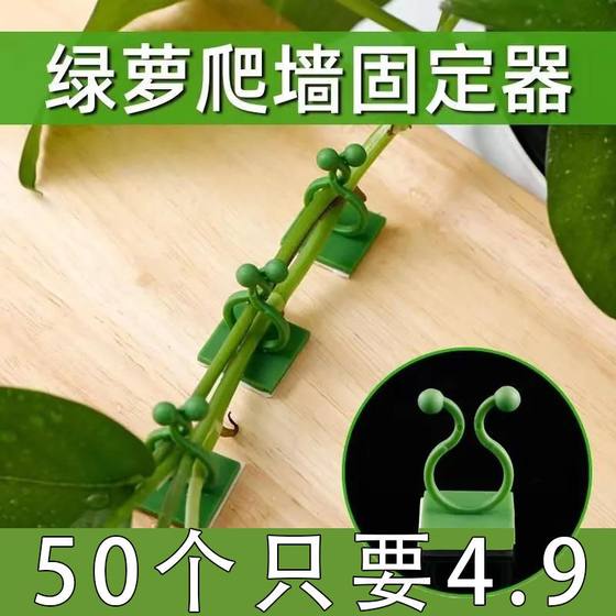 绿萝爬墙固定器绿植攀爬夹子无痕卡不伤墙挂钩卡扣强力家用免打孔