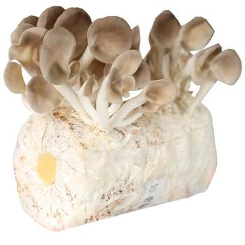 Mushroom mushroom packaging mushroom planting packaging Ganoderma enoki mushroom