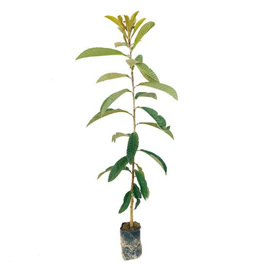 
Loquat saplings big five-star early bell No. 6 grafted early and late maturing pot planting north and south garden evergreen fruit seedlings