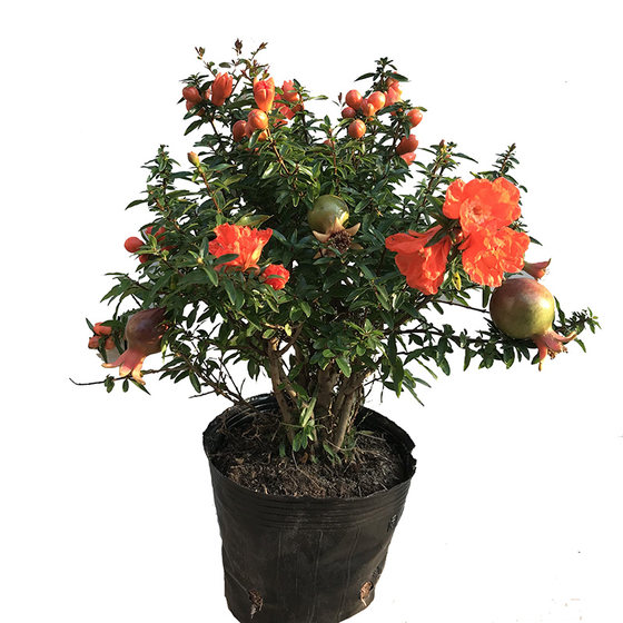 
Pomegranate potted ornamental fruit saplings indoor bonsai with multi-bud plants outdoor courtyard balcony green plants flowers