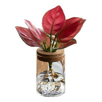 
[Bao Chengsheng] More than 30 high-value hydroponic plants