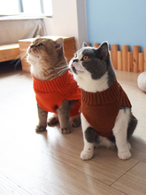 Литературная молодежь над зимней одеждой кошачья одежда на ногах и теплые зимние безволосые свитера кошек